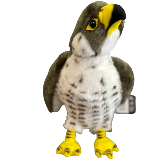 Peregrine Falcon