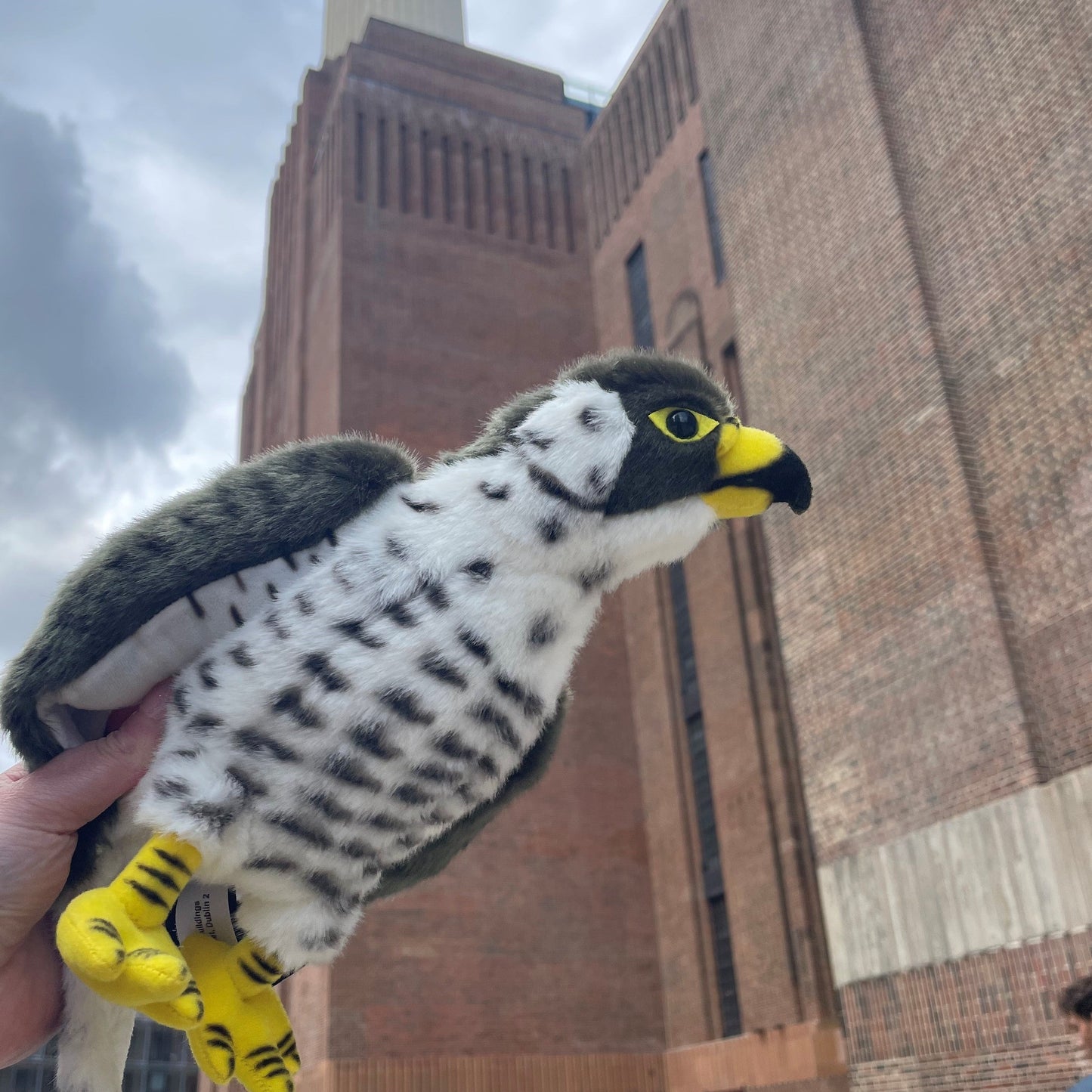 Peregrine Falcon